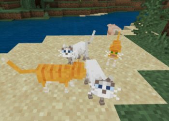 Different Types from Cat Texture Pack for Minecraft PE